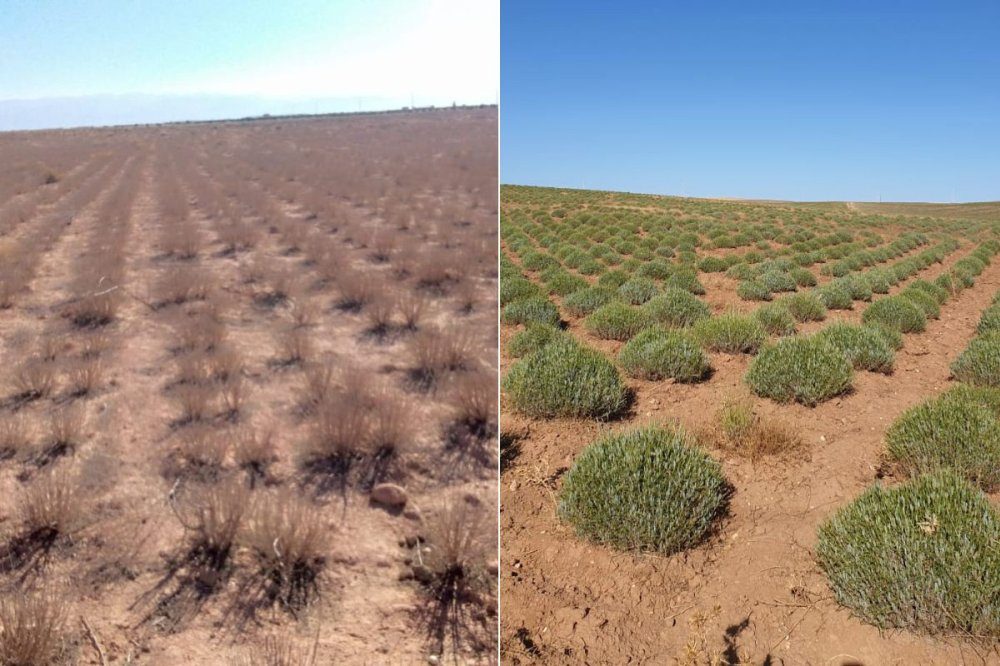 قطاع النباتات العطرية والطبية في المغرب يشهد انتعاشاً بعد سنوات من الجفاف