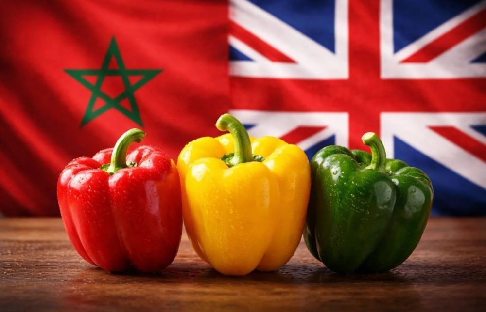 المغرب يصبح رابع أكبر مصدر للفلفل الحلو إلى المملكة المتحدة