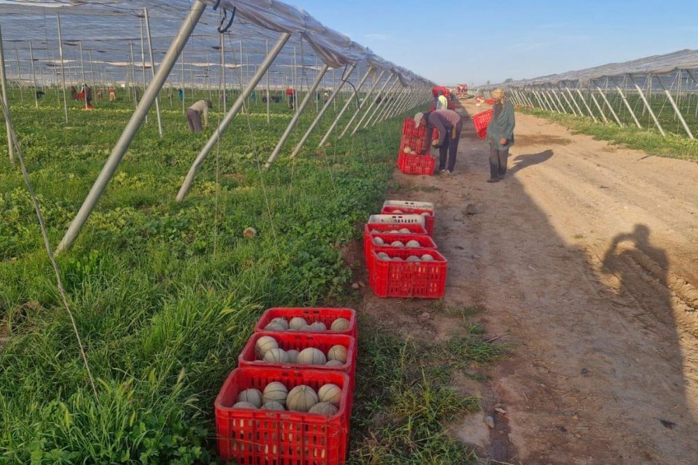 صادرات البطيخ المغربي تزدهر في الأسواق الأوروبية مع اقتراب نهاية الموسم