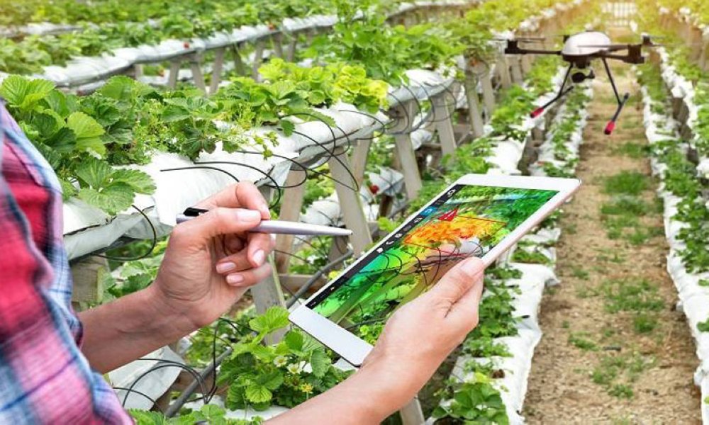 الجهة الشرقية: تحويل الري الموضعي إلى مكاسب مستدامة عبر برنامج إرشادي طموح