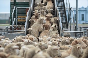 تأجيلات متكررة تعرقل تشكيل لجنة تقصي الحقائق حول دعم استيراد الأغنام في المغرب