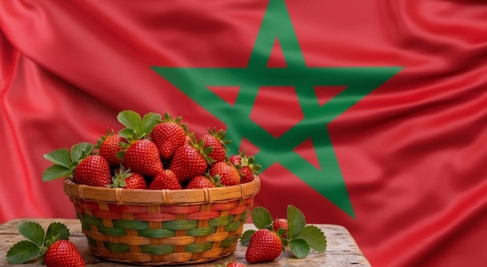 تراجع صادرات الفراولة المغربية: تحول استراتيجي نحو التوت والأفوكادو